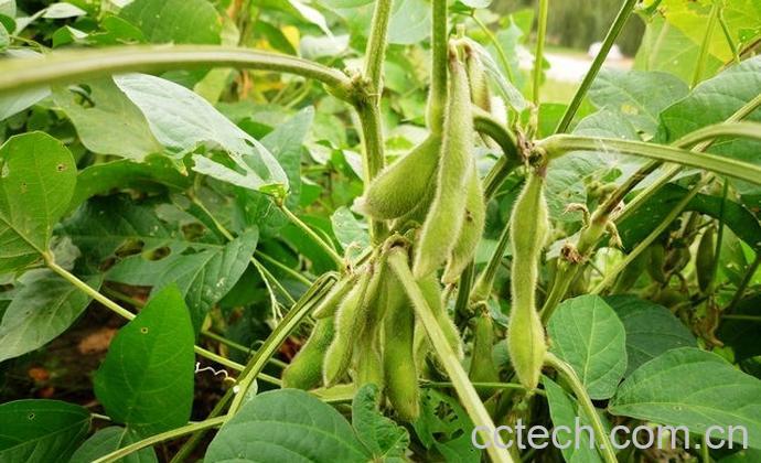 果蔬百科毛豆-0