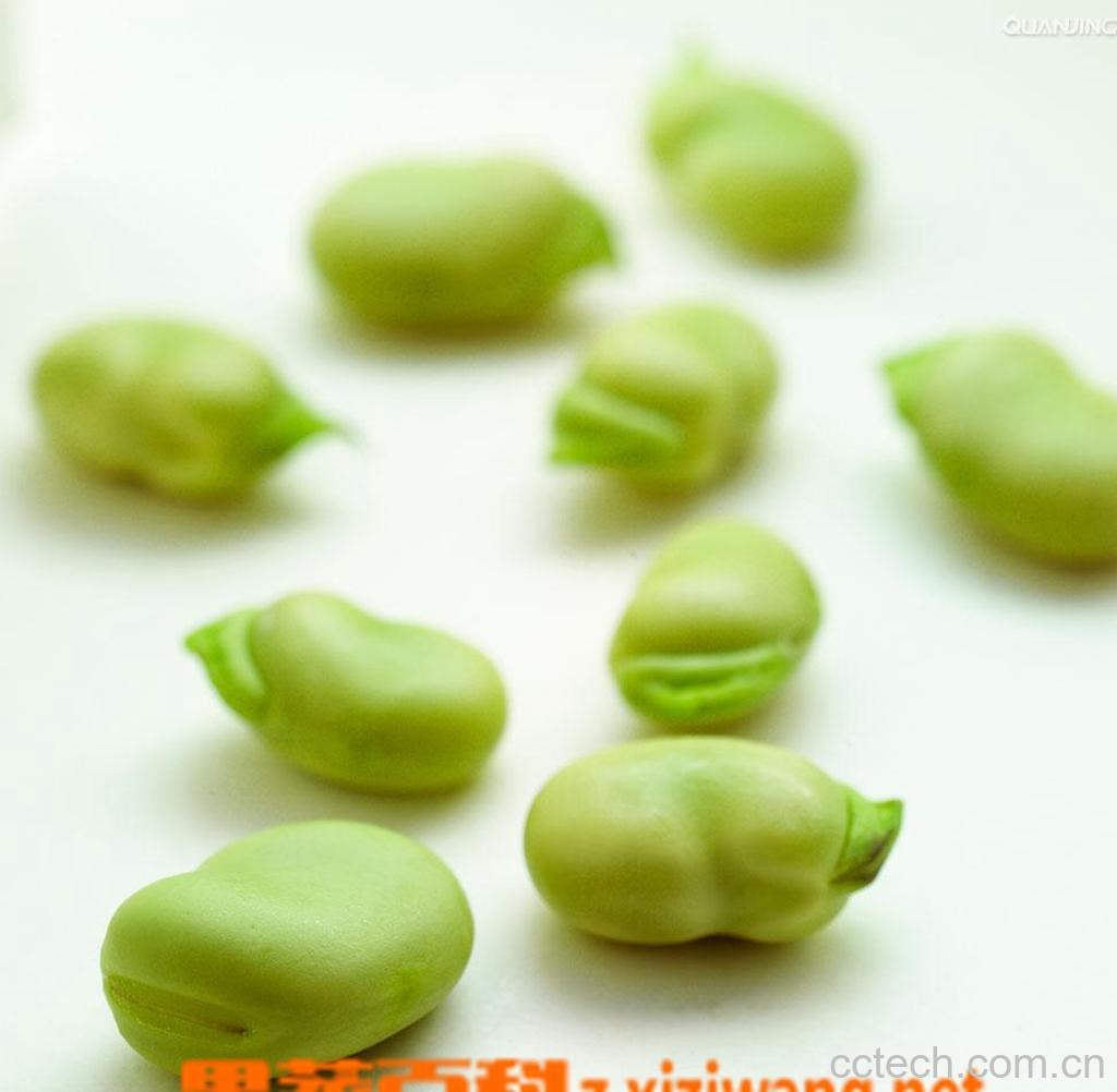 果蔬百科蚕豆-0