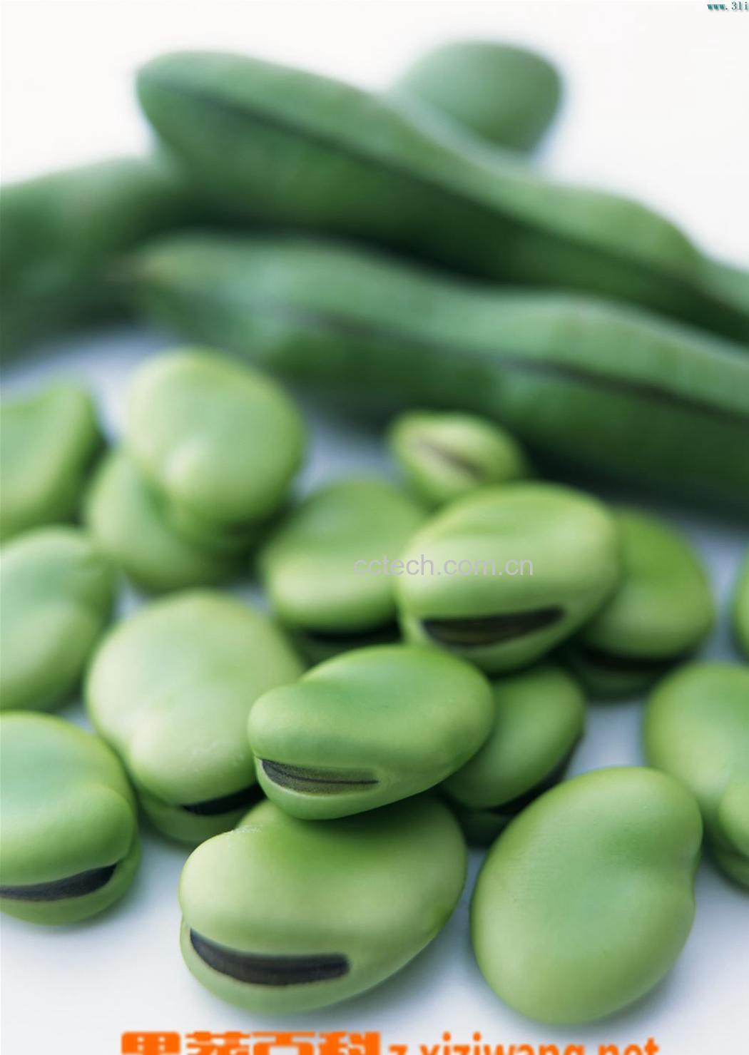 果蔬百科蚕豆-0