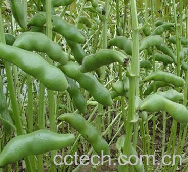 果蔬百科蚕豆-0