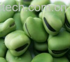 果蔬百科蚕豆-0