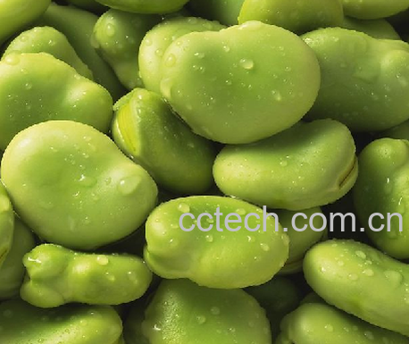 果蔬百科蚕豆-0