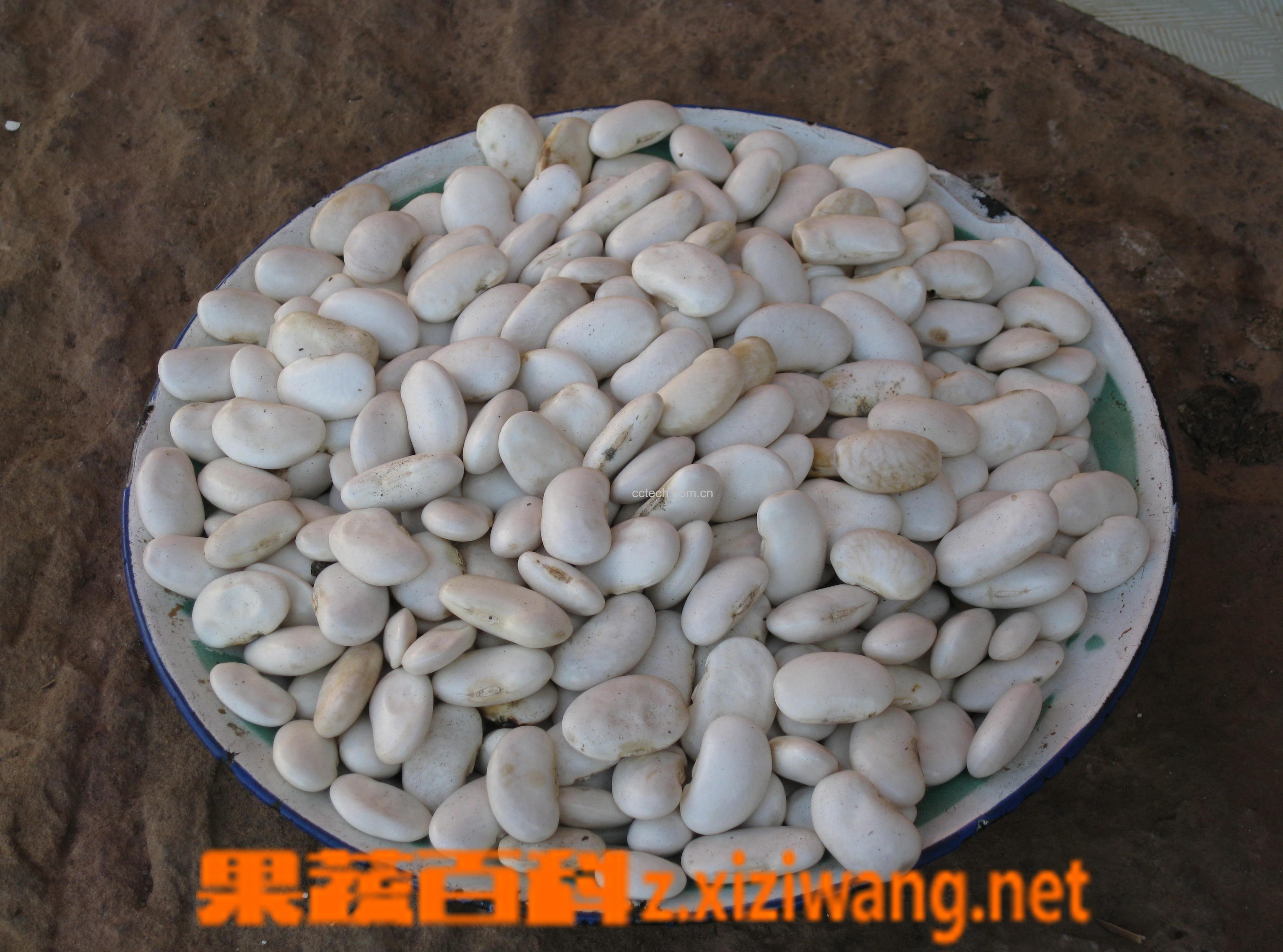 果蔬百科白芸豆-0