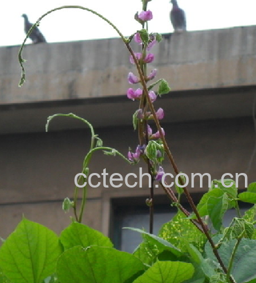 果蔬百科扁豆花-0