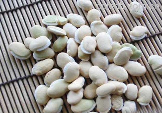 果蔬百科白扁豆-0