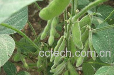 果蔬百科毛豆-0