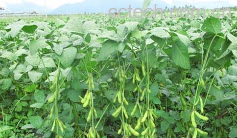 果蔬百科毛豆-0