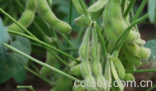 果蔬百科毛豆-0