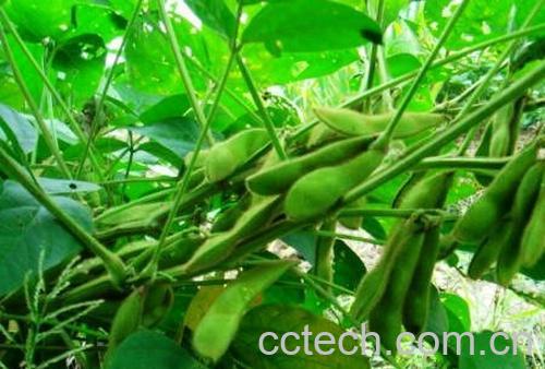 果蔬百科毛豆-0