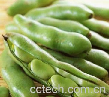 果蔬百科扁豆-0
