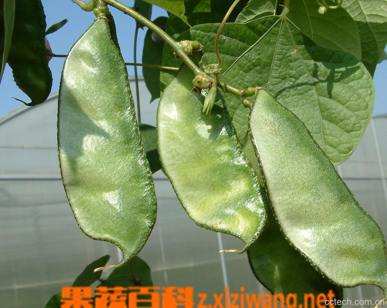 果蔬百科扁豆-0