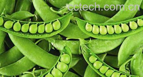 果蔬百科扁豆-0