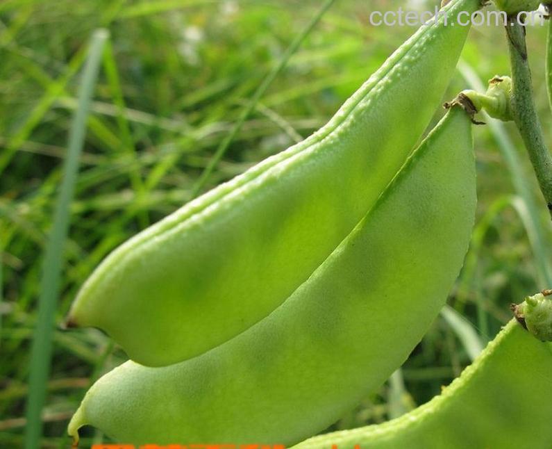 果蔬百科扁豆-0