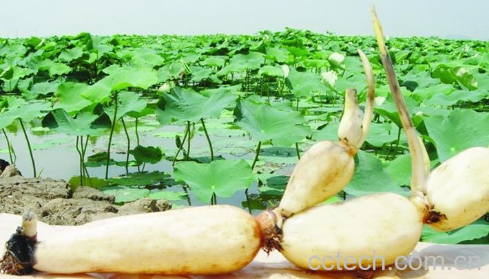 果蔬百科莲藕-0