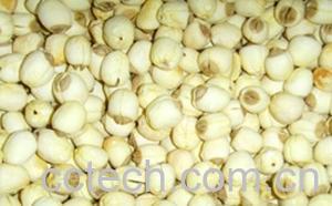 果蔬百科莲子-0