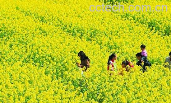 果蔬百科油菜-0