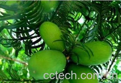 果蔬百科香榧-0