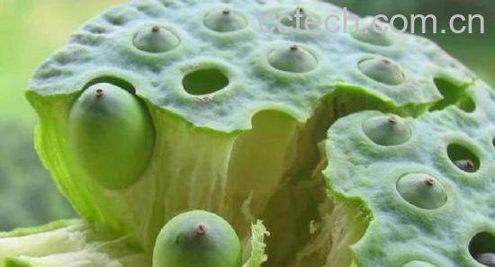 果蔬百科莲子-0