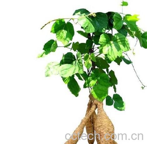 果蔬百科葛根-0