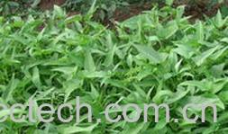 果蔬百科空心菜-0