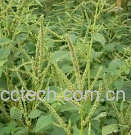 果蔬百科森林蔬菜-0