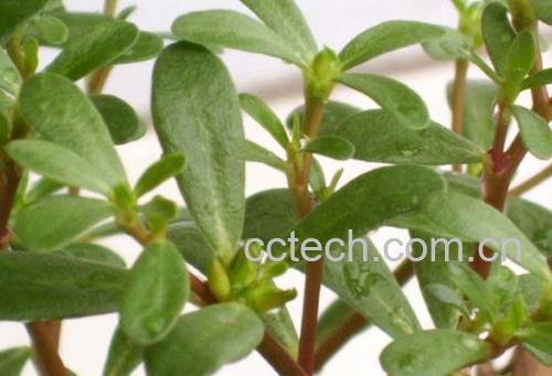 果蔬百科马齿苋-0