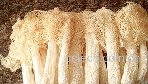 果蔬百科竹荪-0