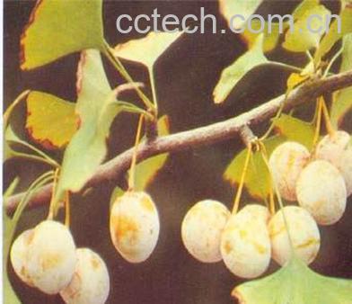 果蔬百科白果-0