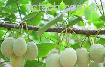 果蔬百科白果-0