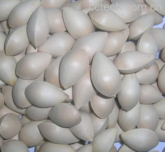 果蔬百科白果-0