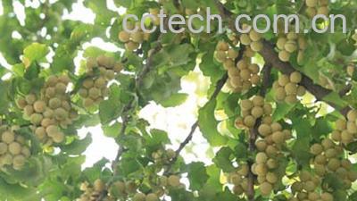 果蔬百科白果-0