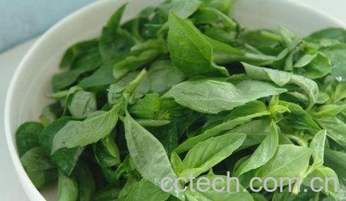 果蔬百科九层塔-0