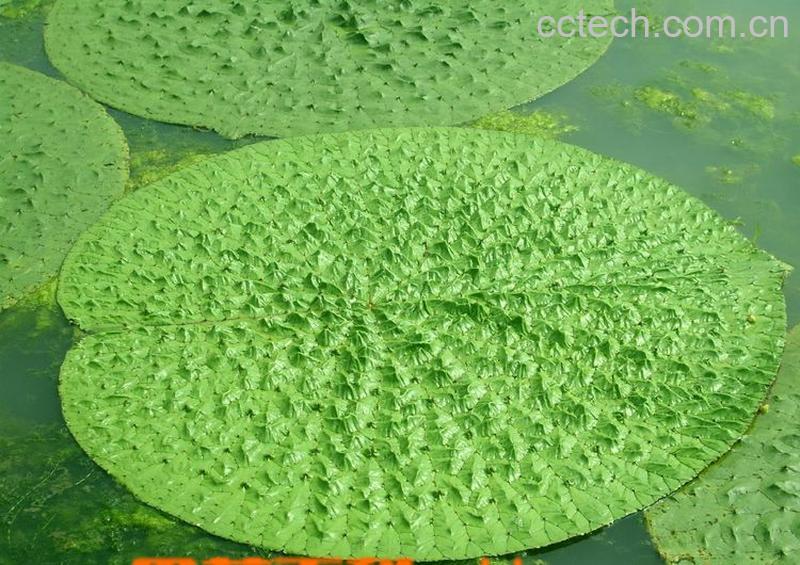 果蔬百科芡实-0