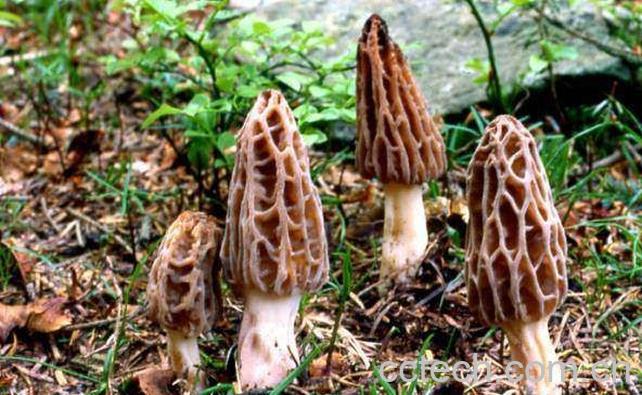 果蔬百科羊肚菌-0