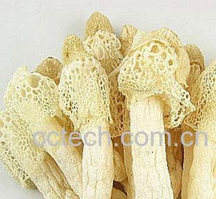 果蔬百科竹荪-0