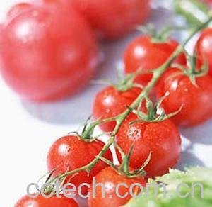 果蔬百科苹果番茄-0