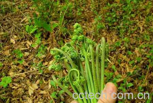 果蔬百科蕨菜-0