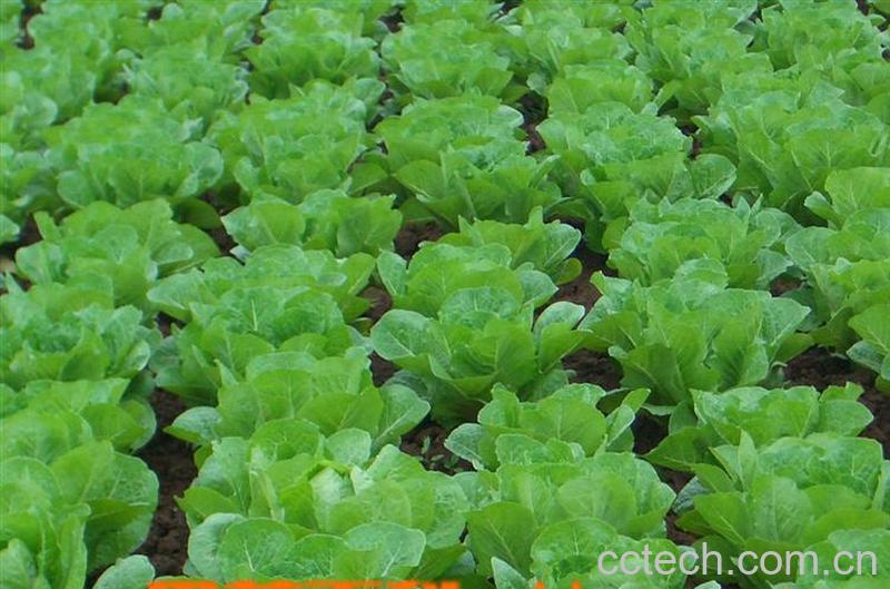 果蔬百科蔬菜-0