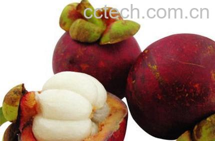 果蔬百科山竹-0