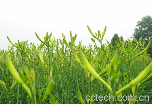 果蔬百科黄花菜-0