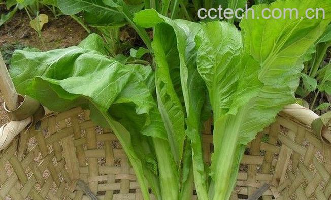 果蔬百科芥菜-0