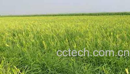 果蔬百科金针菜-0