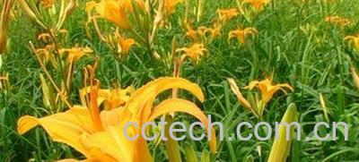 果蔬百科黄花菜有毒吗-0