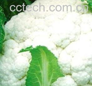 果蔬百科花椰菜-0