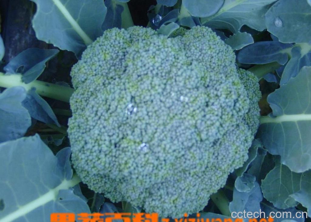 果蔬百科青花菜-0