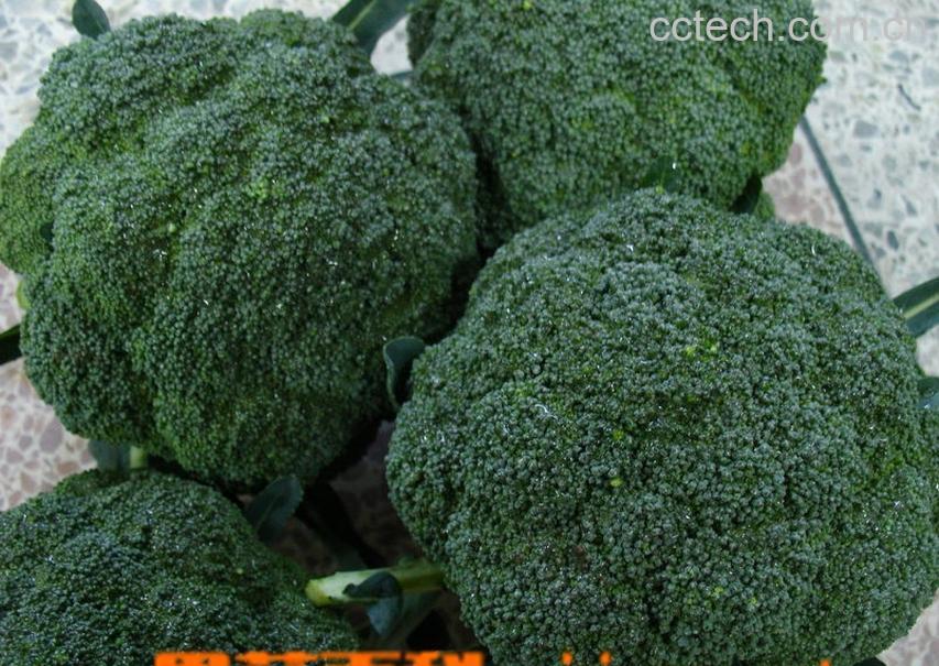 果蔬百科青花菜-0