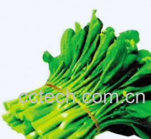 果蔬百科芥蓝-0