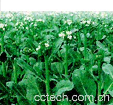 果蔬百科芥蓝-0