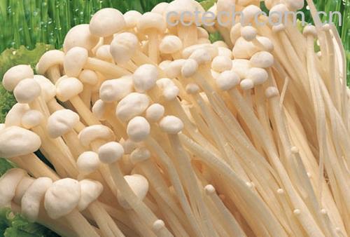 果蔬百科金针菇-0