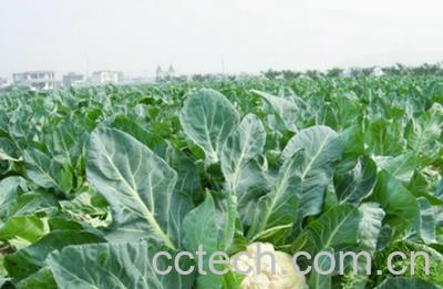 果蔬百科花菜-0